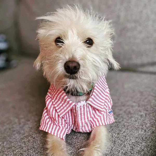 Worthy Dog Shirt Red Stripe Sailboat - 40% OFF!!!